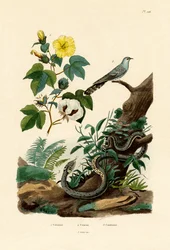 Coton, 1833-39